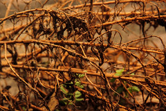 Withering intricacies